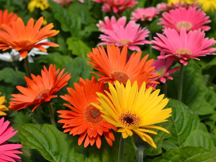 Mother's Day flowers - gerbera daisies