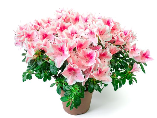 Mother's Day flowers - pink azaleas in pot