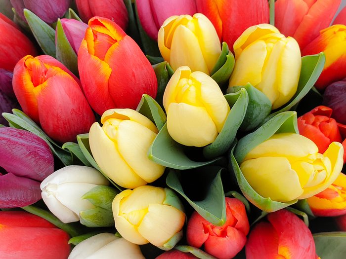 Mother's Day flowers - tulips