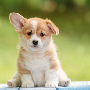 Puppy picture - cute puppy Pembroke Welsh Corgi with one ear standing up outdoor in summer park