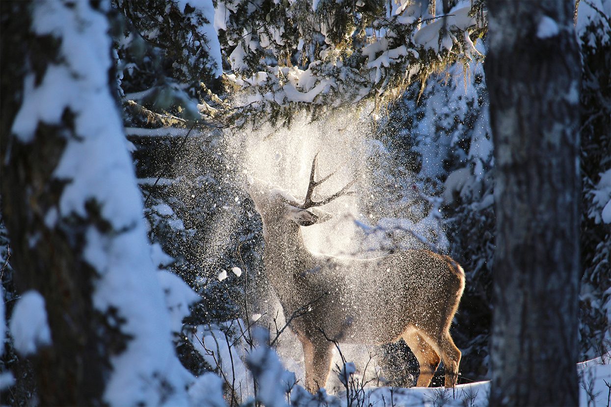 Share Your Canada photo contest - deer and snow