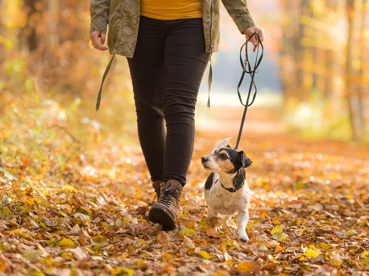 Things that slow down aging - fall walk with dog