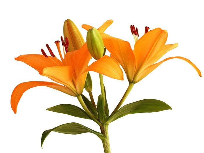 What day lilies mean - orange day lily