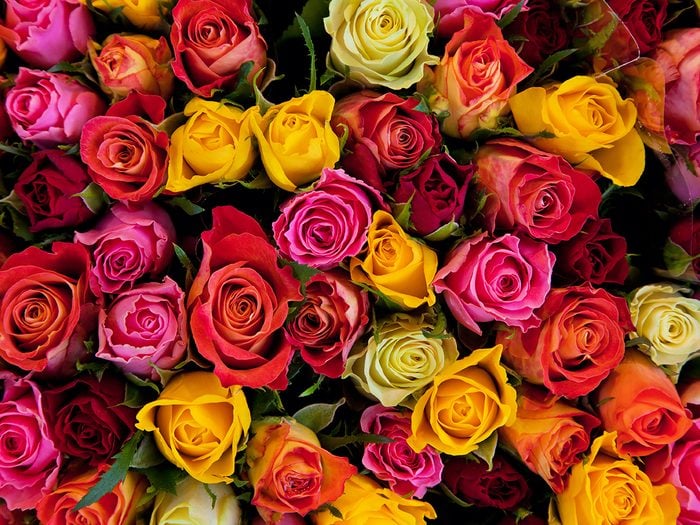 What different colours of roses mean