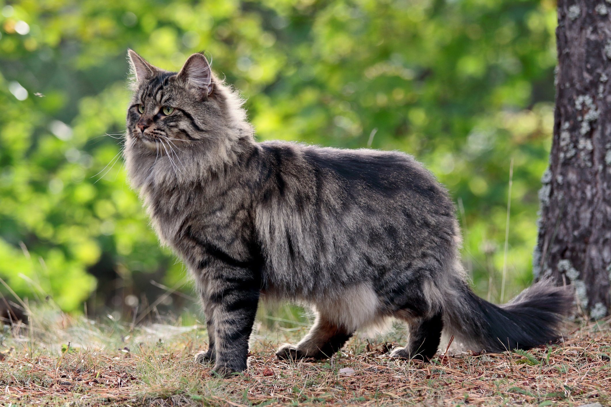 Norwegian forest cat male in forest