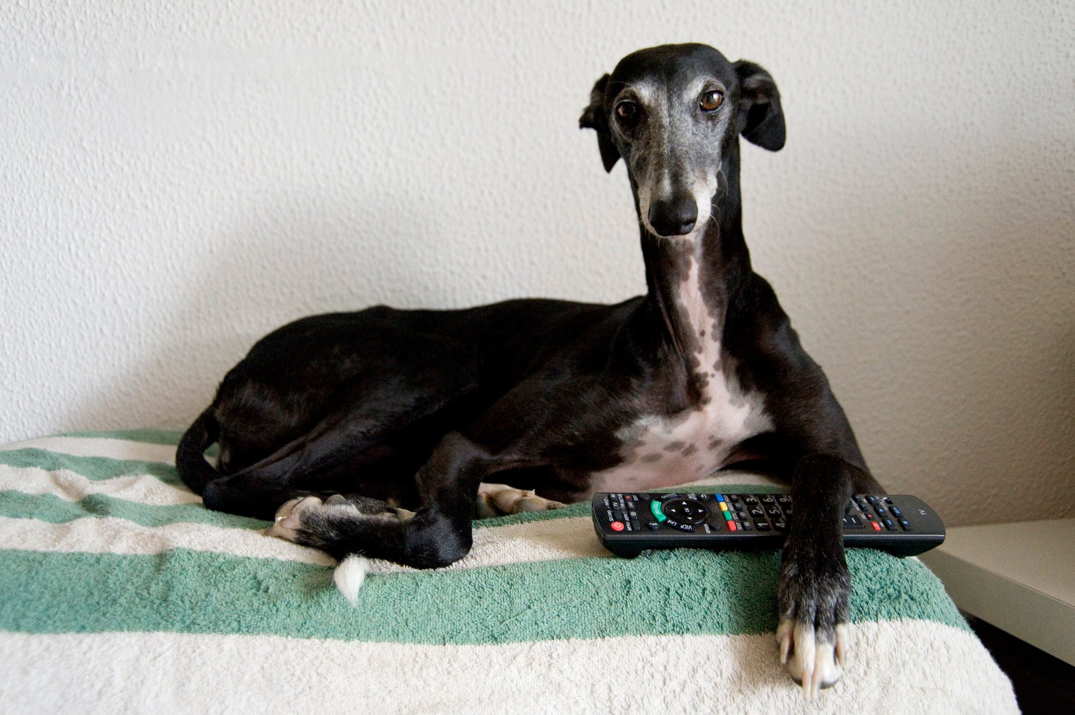 Black greyhound waching tv