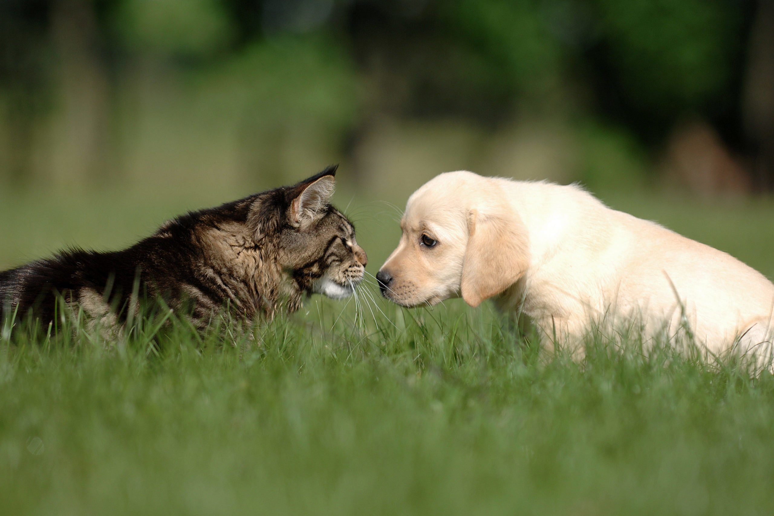 Cat Breeds That Get Along with Dogs Reader's Digest Canada