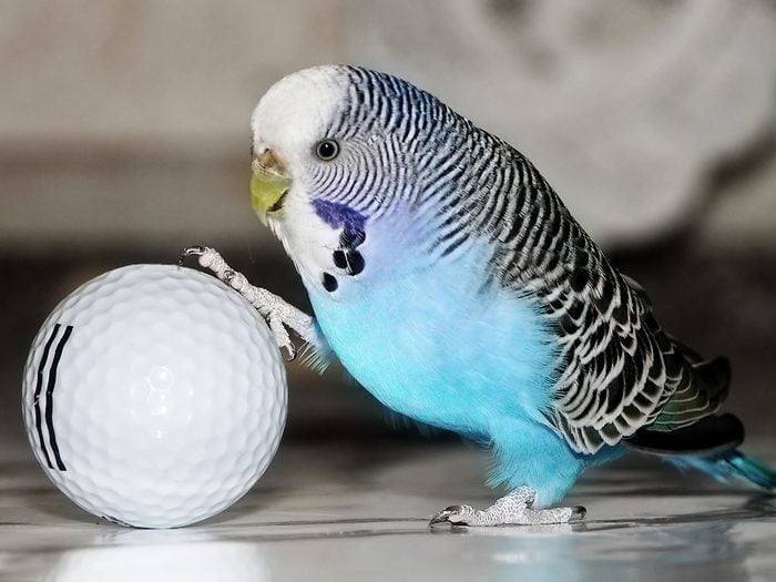 Blue budgie with golf ball
