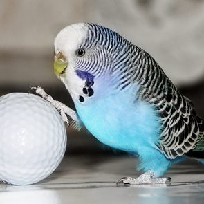 Blue budgie with golf ball