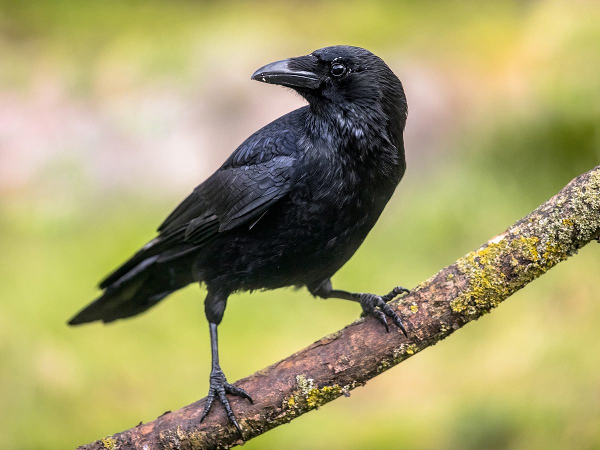 Canadian bird stories - crow