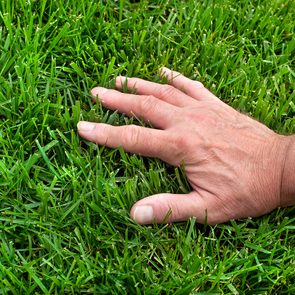 Eco-friendly lawn care - hand on green grass