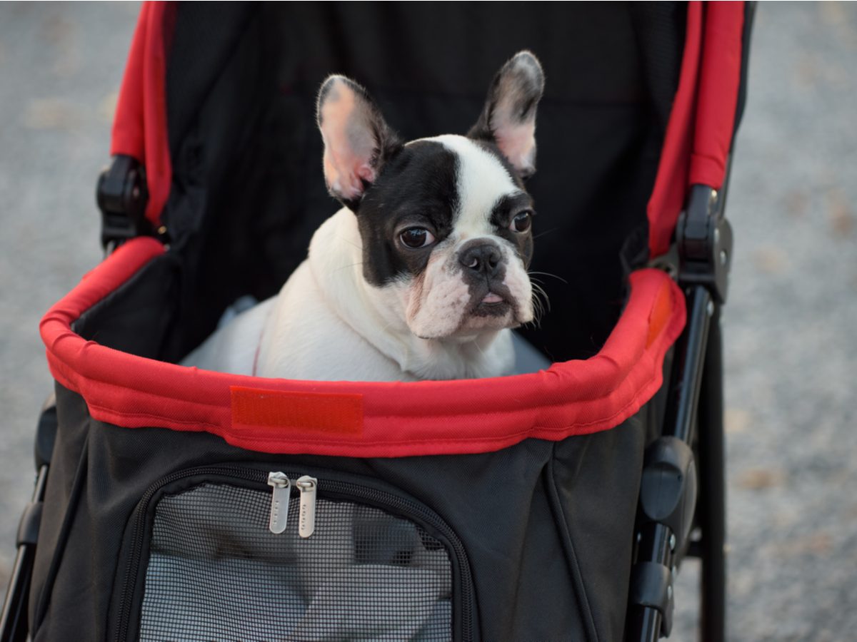 Cute dog in a baby stroller