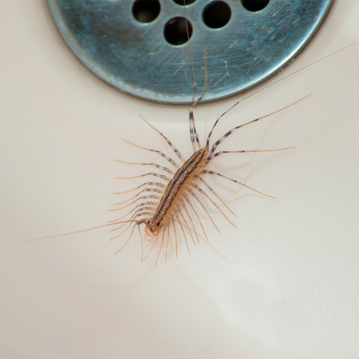what a house centipede looks like