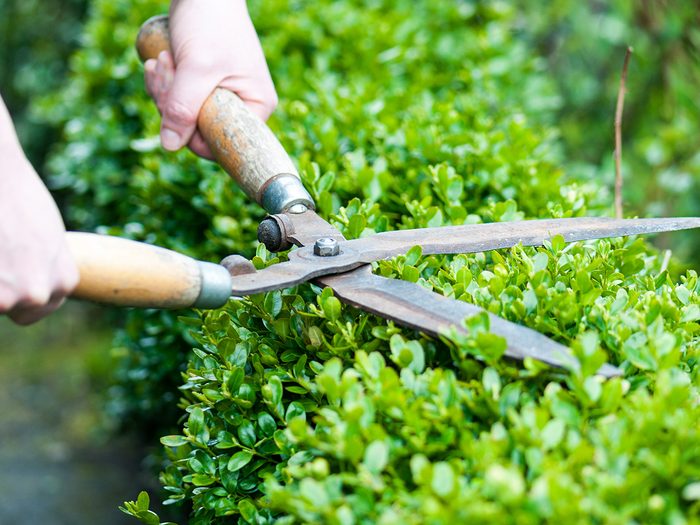 How to boost curb appeal - trimming hedges