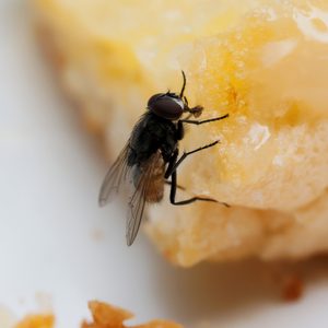 What happens when a fly lands in your food