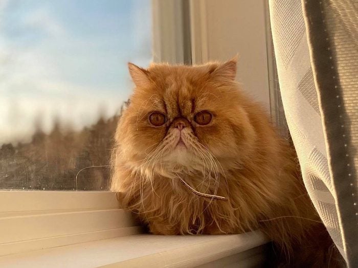 Persian cat on a windowsill