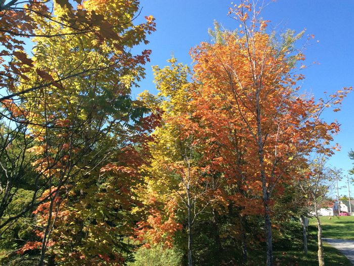 Fall/autumn colours