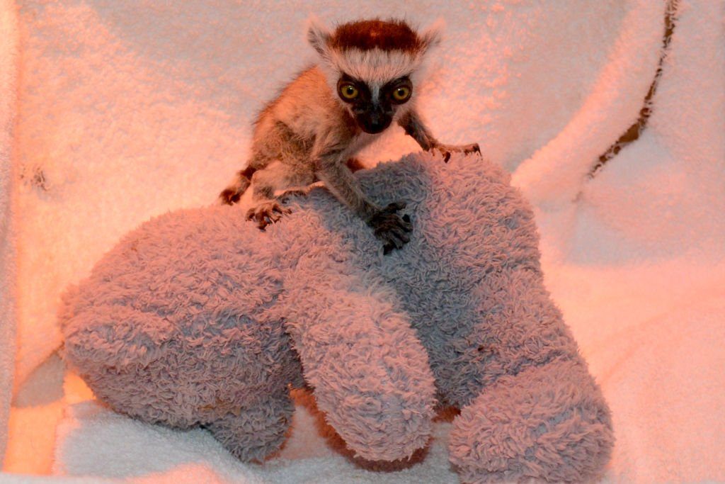 Baby ring-tailed lemur raised in private zoo in Krasnodar, Russia