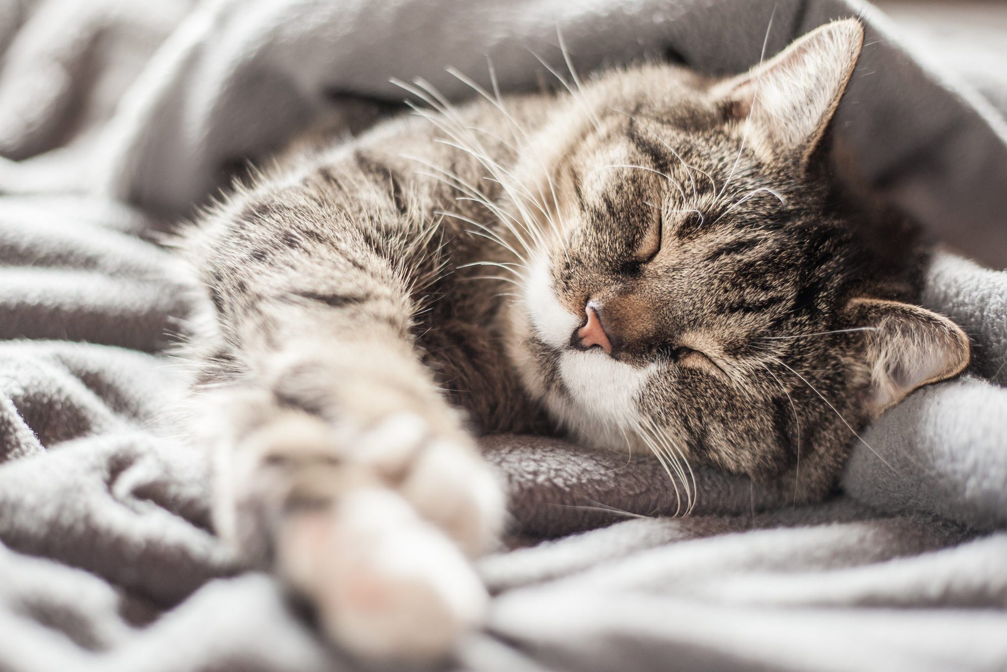 A cat sleeping in a blanket.