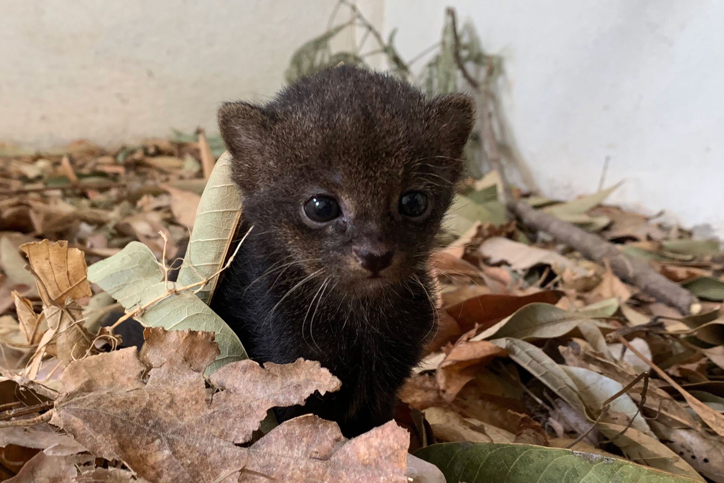 baby jaguarundi
