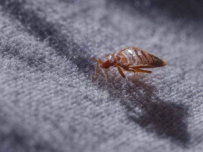 House bugs - bed bugs
