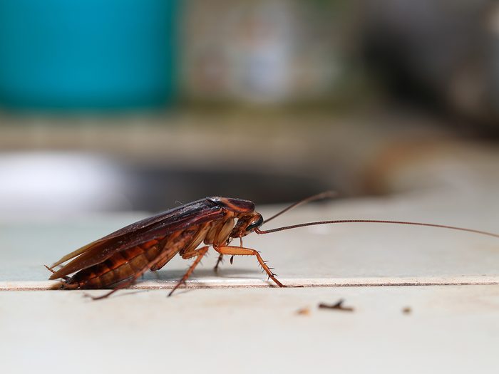 House bugs - cockroach
