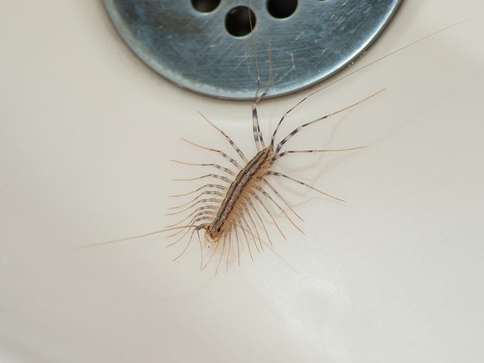 House bugs - house centipede
