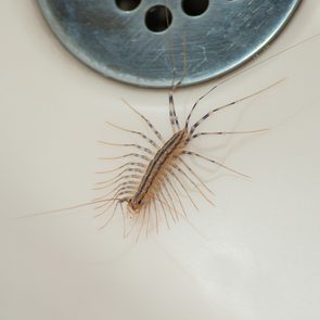 House bugs - house centipede