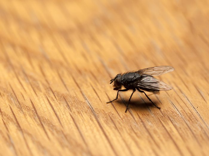House bugs - house fly