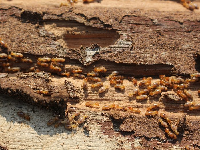 House bugs - termites