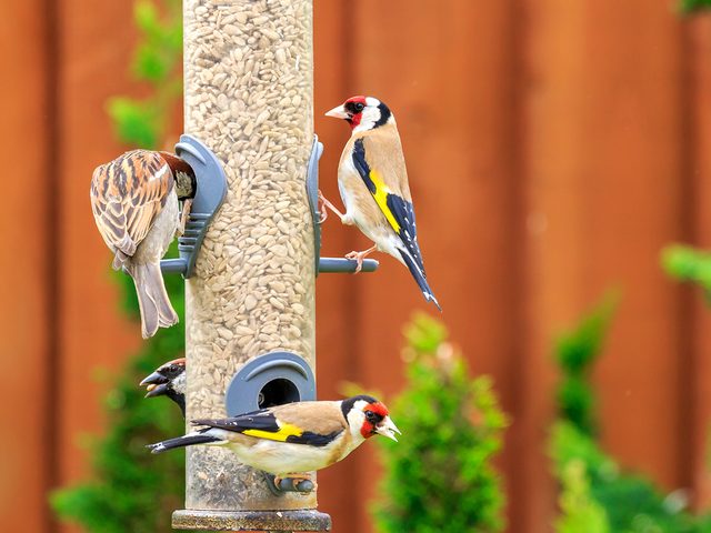 How to boost curb appeal - birds at bird feeder