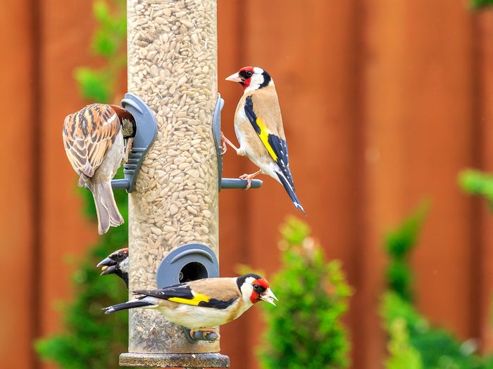 How to boost curb appeal - birds at bird feeder