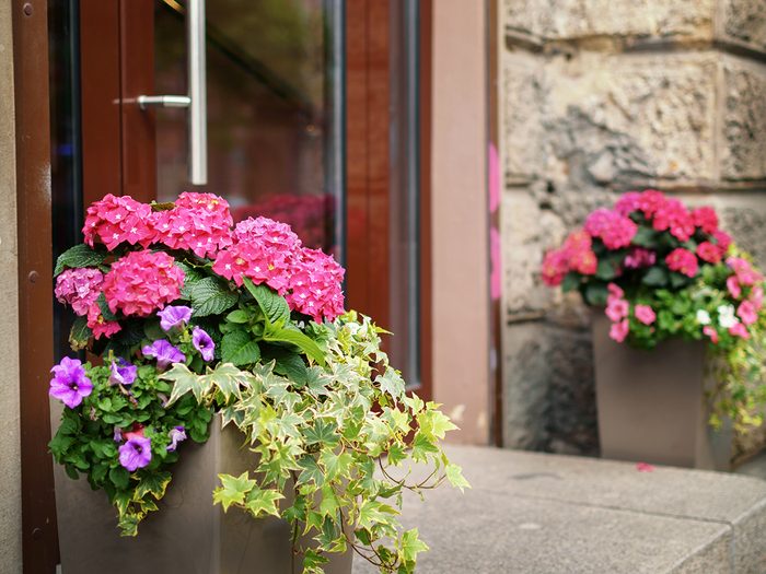 How to boost curb appeal - flowers in pots 