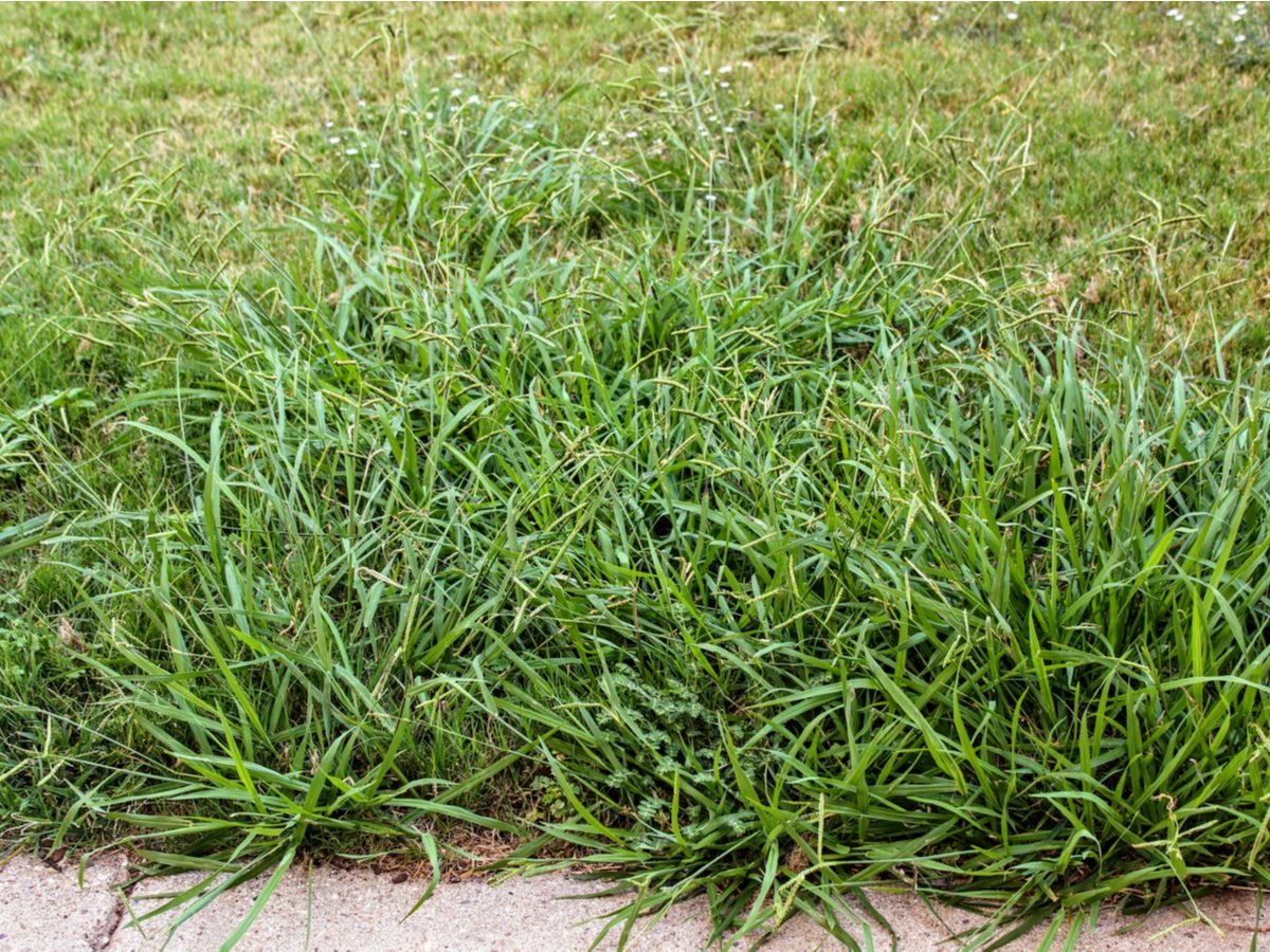 How to get rid of crabgrass