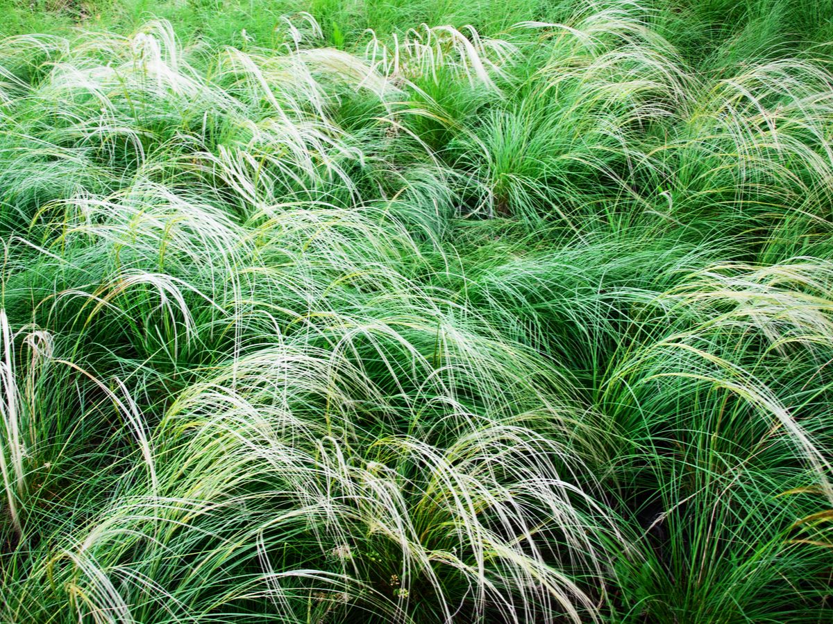 Needle-and-thread grass