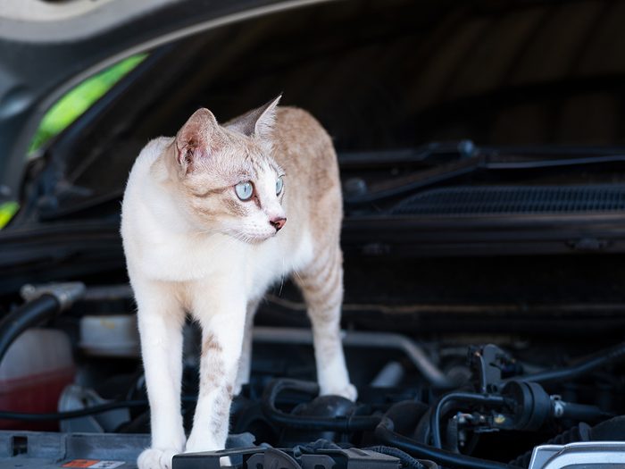Strangest things mechanics have found in cars - cat on engine block