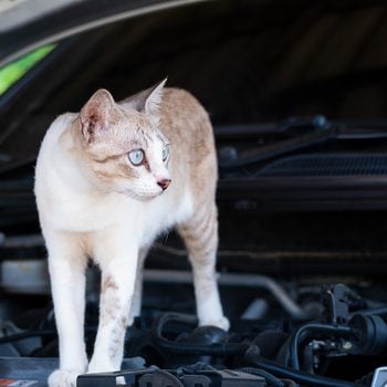 Strangest things mechanics have found in cars - cat on engine block