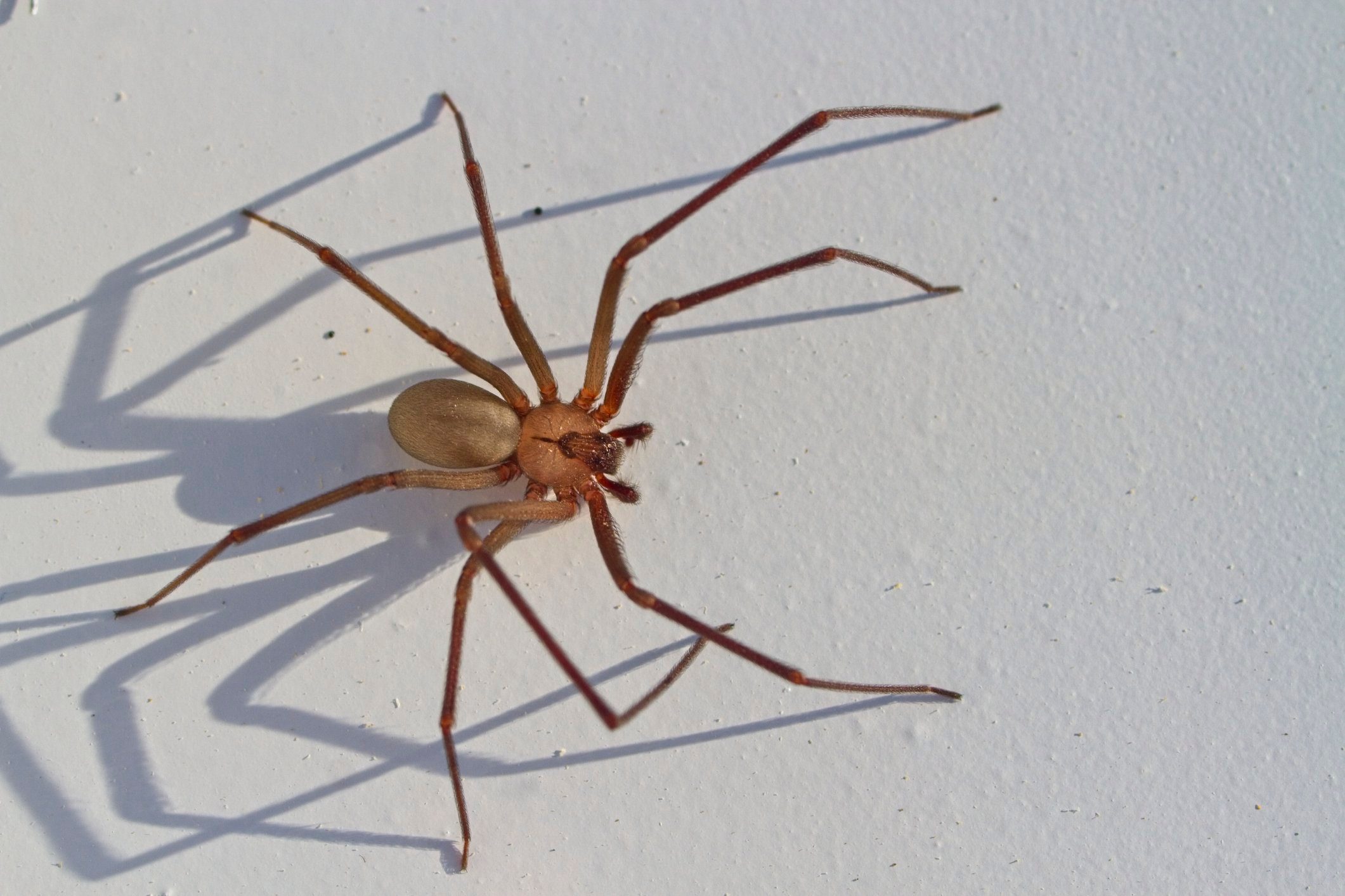 close up of brown recluse spider