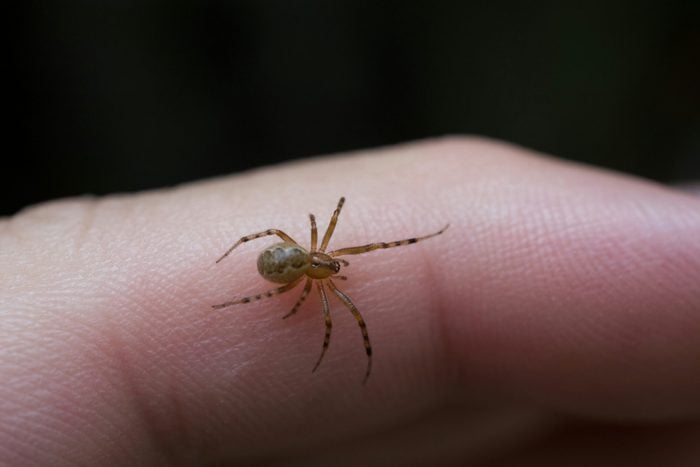 close up of small spider on a person's hand