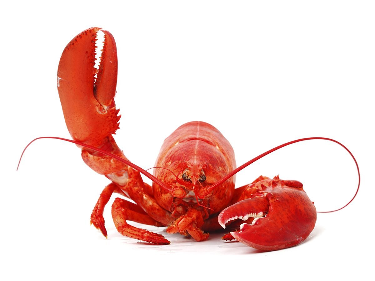 Funny Tweets About Food - Lobster