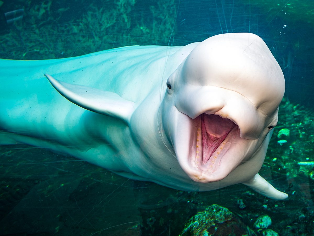 Good news - beluga whale freed from captivity