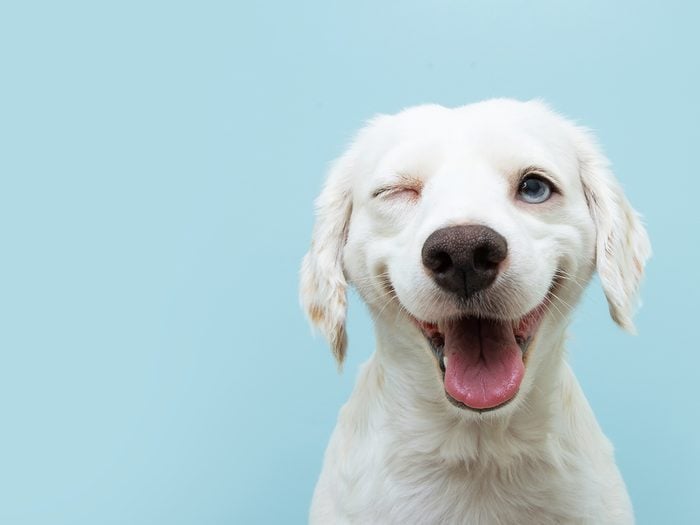 Hilarious tweets - funny dog winking