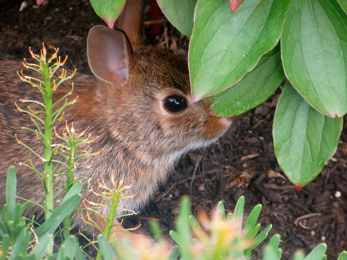 In the backyard photography - baby bunny