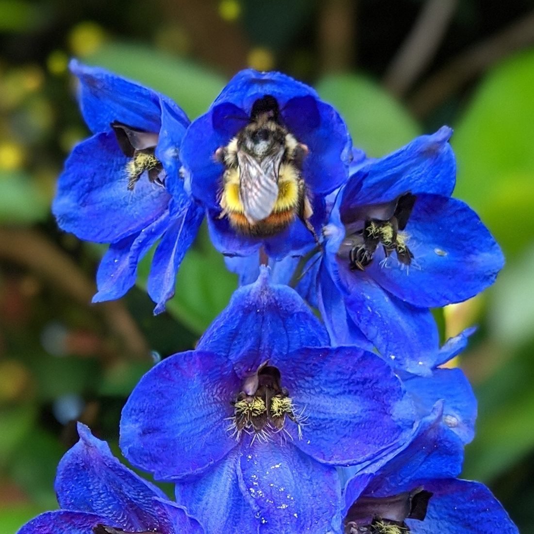 In the backyard photography - bee in delphinium