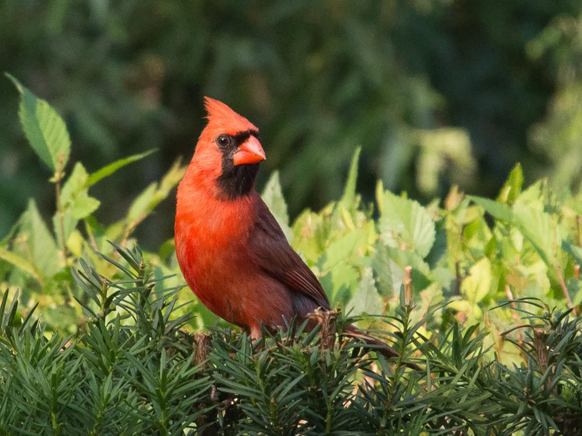 In the backyard photography - cardinal perched on spruce hedge