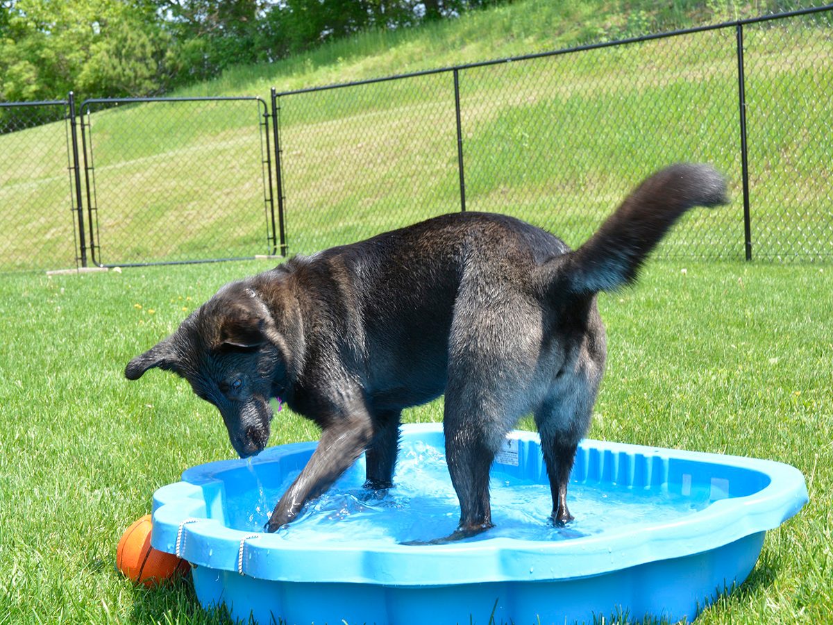 In the backyard photography - dog in pool