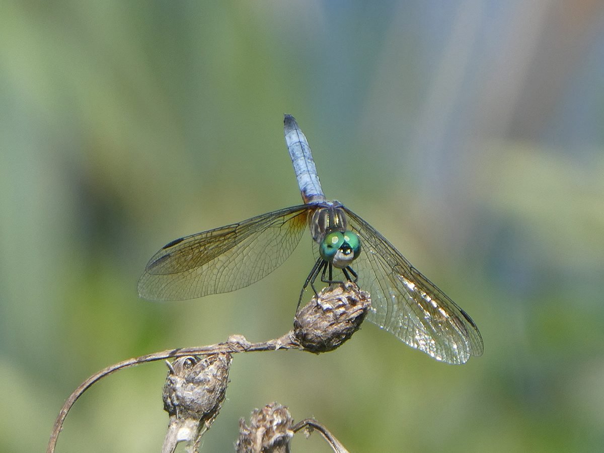 In the backyard photography - dragonfly