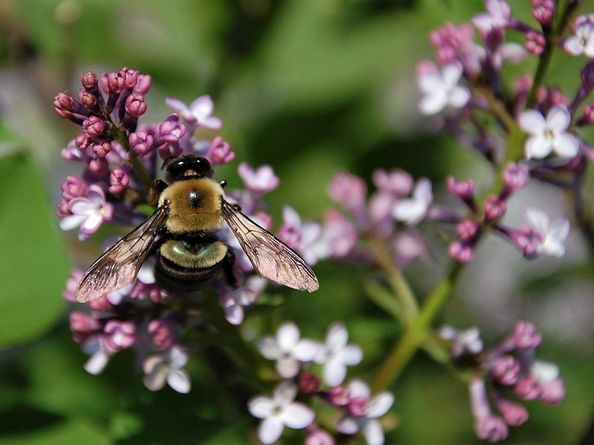 In the backyard photography - bee on lilacs