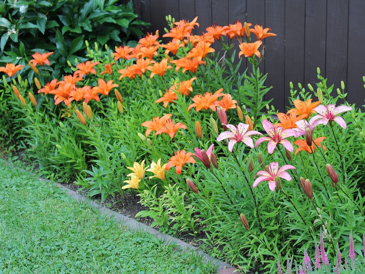 In the backyard photography - lilies in flower bed