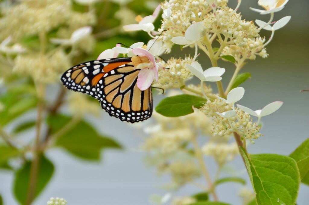 In the backyard photography - monarch butterfly on hydrangea